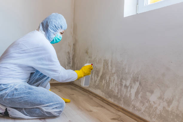 Licensed Commercial Mold Remediation service in Lyons, CO - WQB Mold Removal